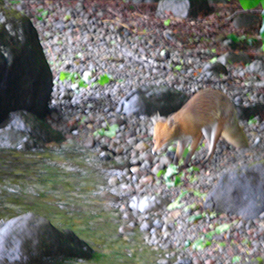 Vulpes vulpes schrencki