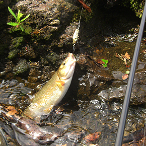 Tribolodon hakonensis