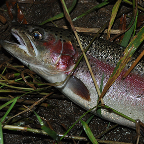 Oncorhynchus mykiss