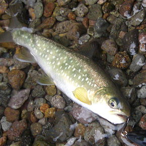 Salvelinus leucomaenis leucomaenis