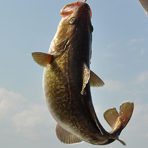 Gadus macrocephalus