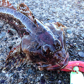 Cottus pollux