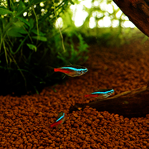 Aquarium #001 Neon tetra