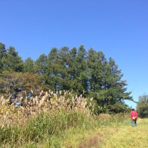 山の恵み