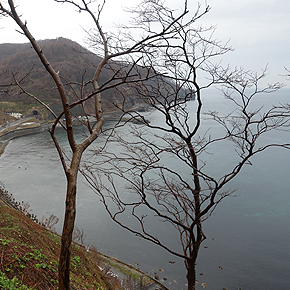 山菜採り